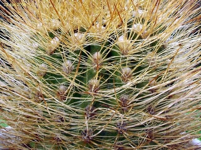 Eriosyce _sociabilis_03